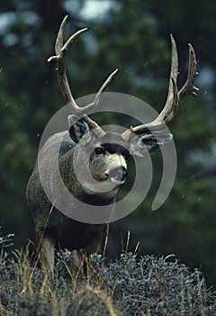 Large Mule Deer Buck