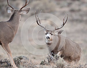 Large mule deer buck approaches smaller buck