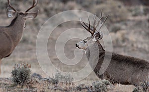 Large mule deer buck approaches smaller buck