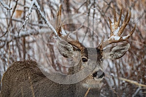 A Large Mule Deer Buck in Snow