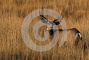 A Large Mule Deer Buck in a Field During Autumn