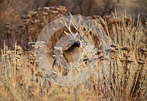 A Large Mule Deer Buck in a Field During Autumn