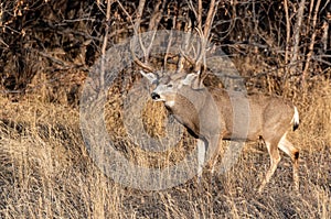 A Large Mule Deer Buck in a Field During Autumn