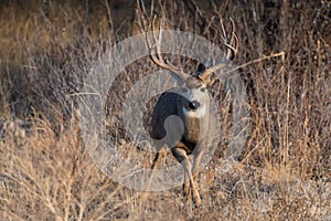 A Large Mule Deer Buck in a Field During Autumn