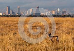 A Large Mule Deer Buck in a Field with Denver Skyline in Background