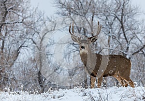 A Large Mule Deer Buck in a Field While its Snowing