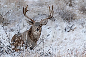 A Large Mule Deer Buck in a Field While its Snowing