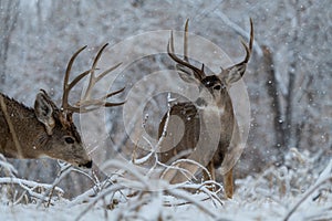 A Large Mule Deer Buck in a Field While its Snowing
