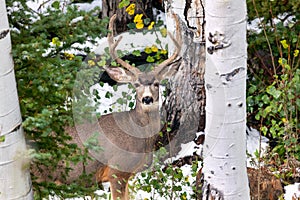 Large Mule Deer buck in a forest in Colorado