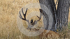 A large mule deer buck laying in the grass by a tree.
