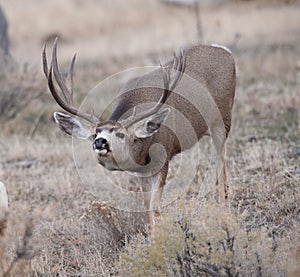 Large mule deer buck picks up on scent