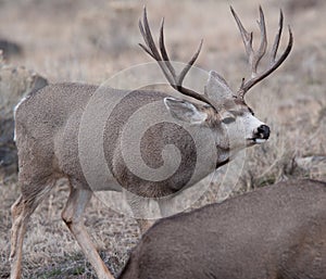 Large mule deer buck picks up on scent