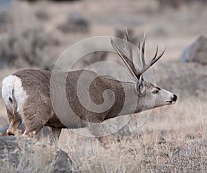 Large mule deer buck picks up on scent