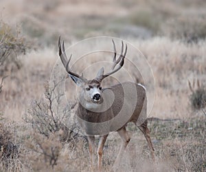 Large mule deer buck picks up on scent