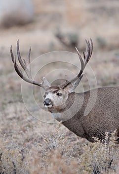 Large mule deer buck picks up on scent