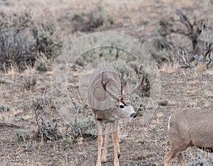 Large mule deer buck picks up on scent