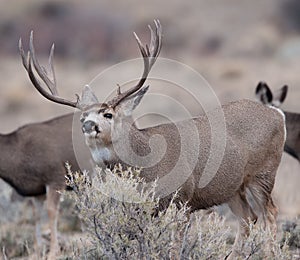 Large mule deer buck picks up on scent