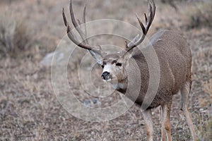 Large mule deer buck picks up on scent