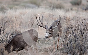 Large mule deer buck picks up on scent