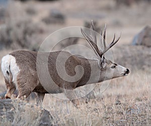Large mule deer buck picks up on scent photo