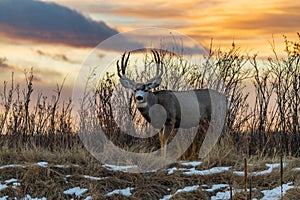 A Large Mule Deer Buck At Sunrise