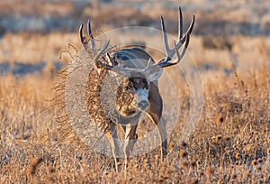 A Mule Deer Buck with Tumbleweed Stuck in Antlers