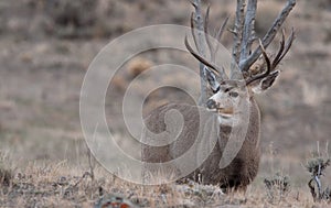 Large mule deer buck