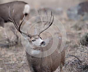 Large mule deer buck