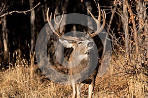 A Large Mule Deer Buck Smelling the Fresh Air