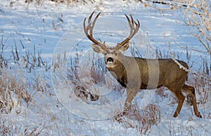 A Large Mule Deer Buck in Snow