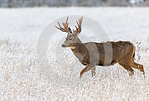 A Large Mule Deer Buck in a Snowy Field