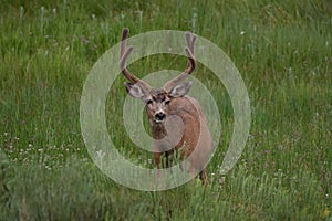 A Large Mule Deer Buck with Velvet Antlers