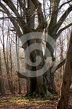 Large multi-stemmed beech with mighty branches in the jungle of Sababurg