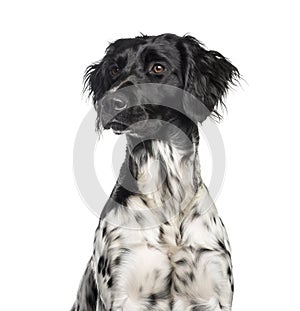 Large Munsterlander, 1 year old, in front of white background