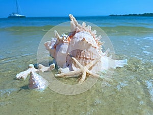 Large Murex Shell on the Beach photo