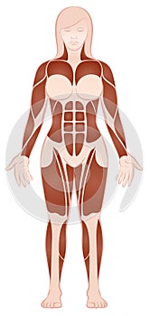 Large Muscle Groups Female Body Front View