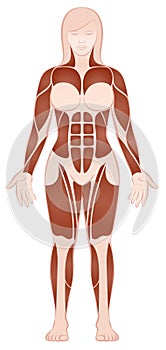Large Muscle Groups Female Body Front View photo