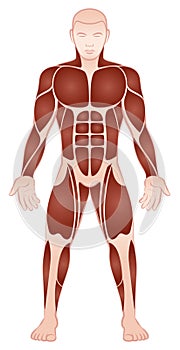 Large Muscle Groups Male Body Front View photo