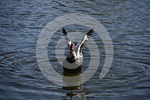 Large muscovy duck flaps its wing in the lake