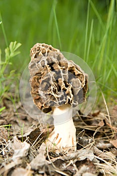 Large Mushroom