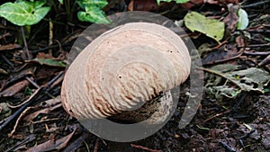 large mushroom bubbles Calvatia craniiformis
