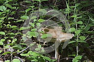 Large mushroom on the forest floor