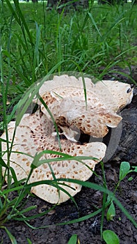 Large mushroom in the grass
