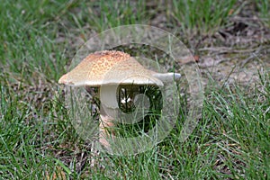 Large mushroom 8
