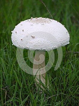 Large mushroom