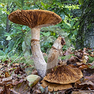 This large mushroom, possibly the Cortinarius trivialis, was in the park De Horsten in Wassenaar