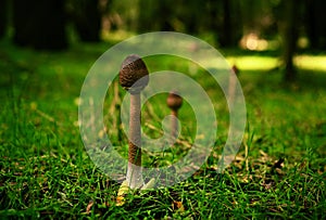 A large mushroom, resembling an Amanita virosa, with a long stem and a big cap