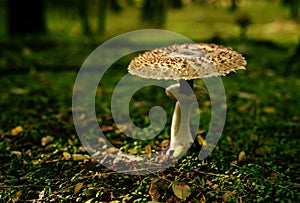 A large mushroom, resembling an Amanita virosa, with a long stem and a big cap