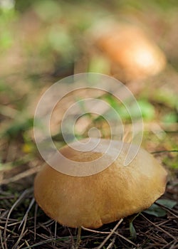 Large mushroom suillus in the forest