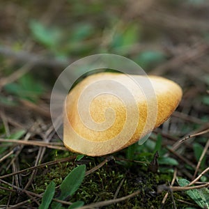 Large mushroom suillus in the forest